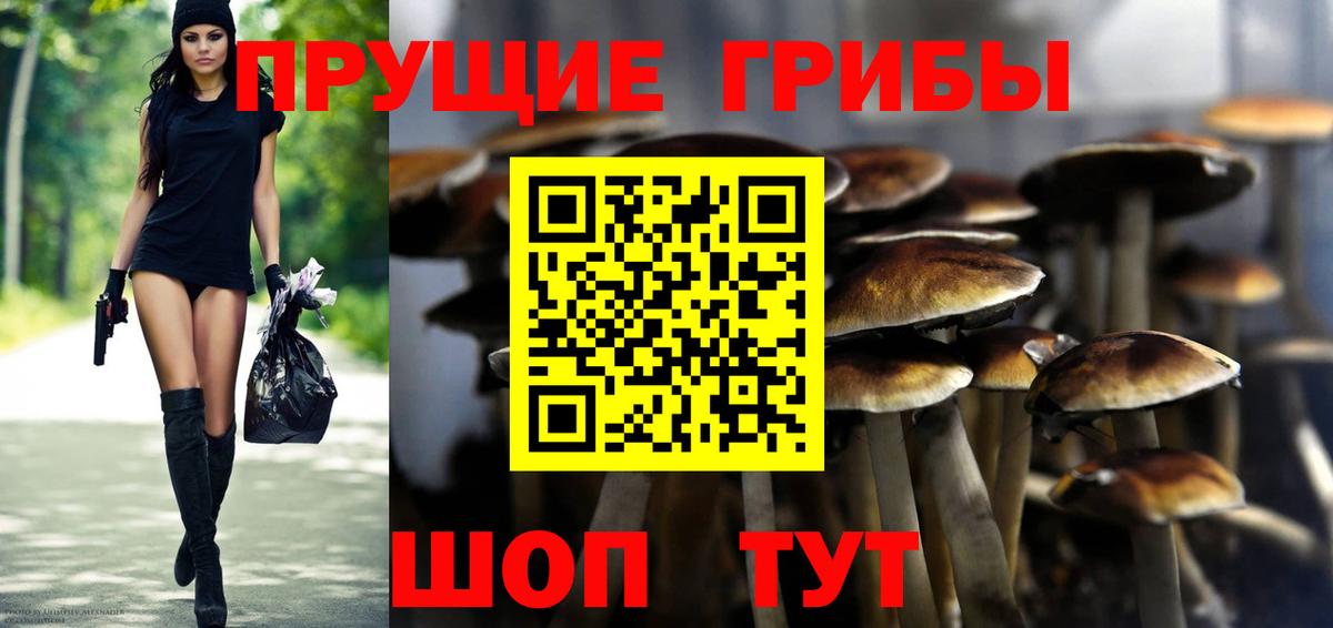 Галлюциногенные грибы Psilocybine cubensis Усть-Илимск