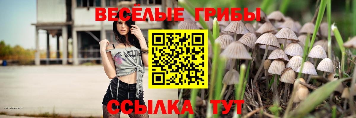 что такое   Вход с VPN  Усть-Илимск  Псилоцибиновые грибы GOLDEN TEACHER 